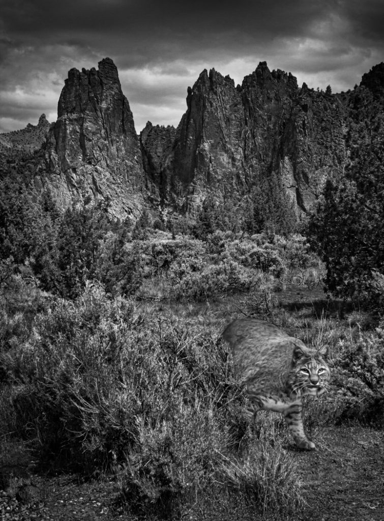 Wild Place - Judy Lanier